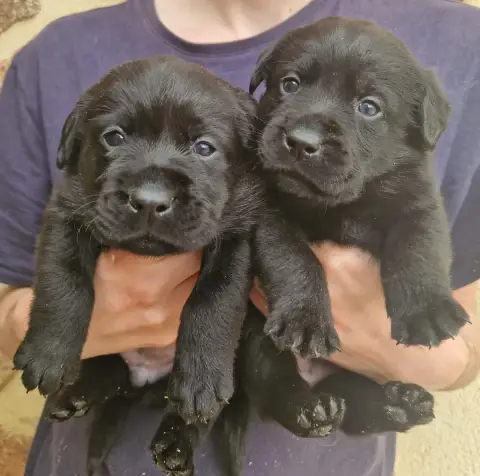 Labrador Retriever  Noire 4 Des Terres Sacrees