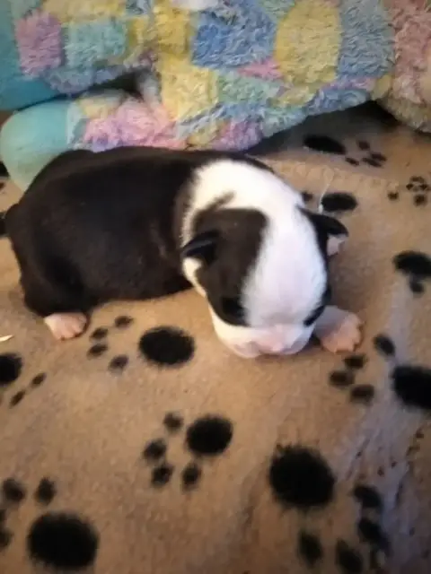 Boston Terrier  Chiot 4