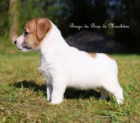 Jack Russell Terrier  Bingo Du Bois De Morchène