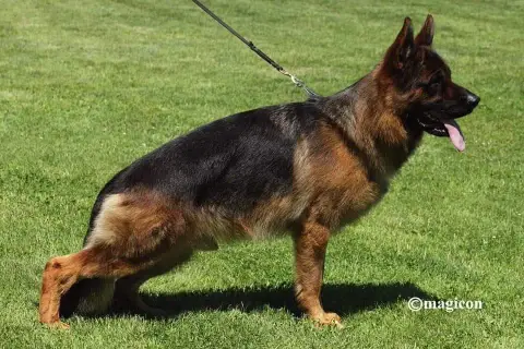 Berger Allemand  Chiot 4 Du Vent De Traverse photo 2