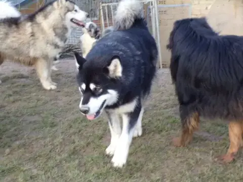 Alaskan Malamute  Bella photo 3