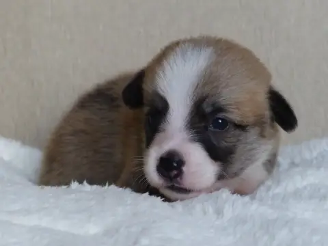 Welsh Corgi Pembroke  Monsieur Bosco Du Domaine De Bo f0d5b