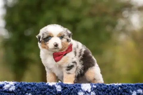 Berger Américain Miniature  Baxley Bel'Houria