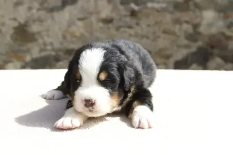 Bouvier Bernois  Chiot 3 De La Vallée De L'Hyrome