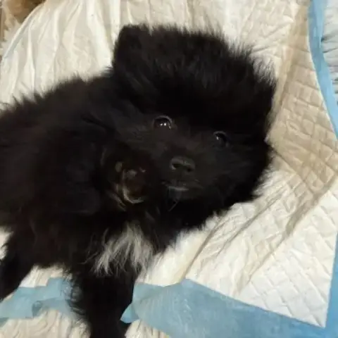 Spitz Allemand Petit