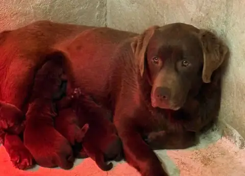 Labrador Retriever  Chiot 3 Du Domaine De Terrut photo 3