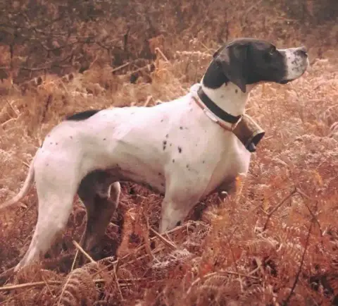 Pointer  Chiot 4 Du Bois Joalland photo 2