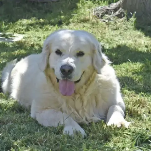 Chiots Golden Retriever