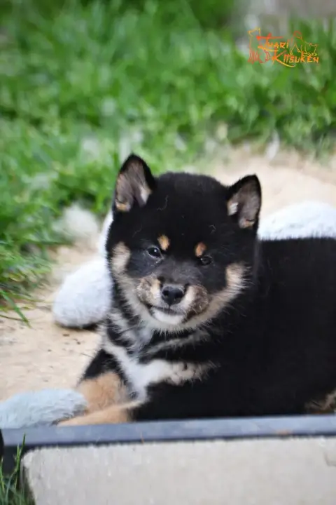 Shiba  Shoto Go Inari Kitsuken photo 2