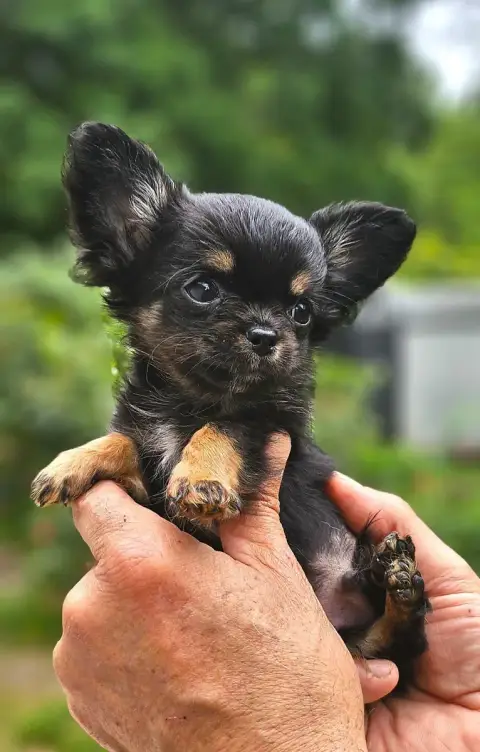 Chihuahua  B1 Of Little By Little photo 2