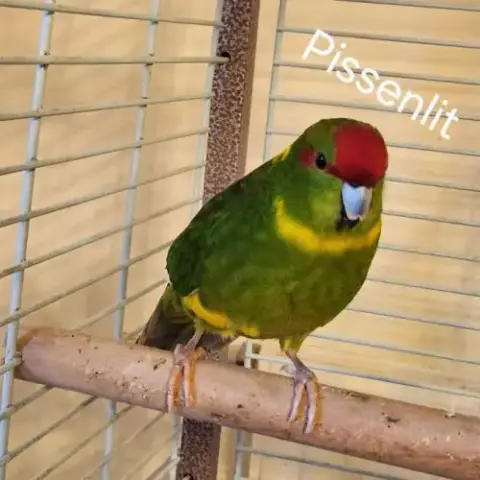 3 Perruches Kakariki