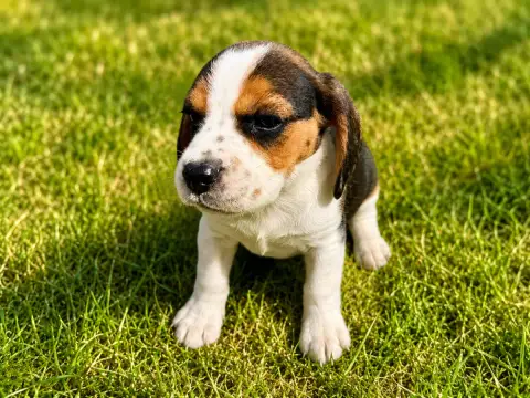 Beagle
