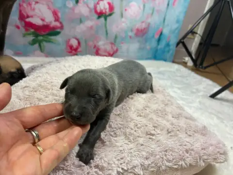 Whippet