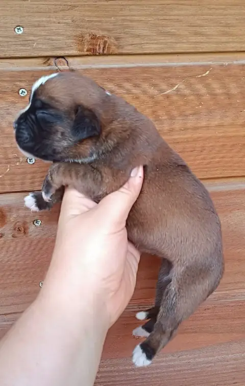 Boxer 
                        Chiot 1 Des Gardiens D 9ad52 photo 2