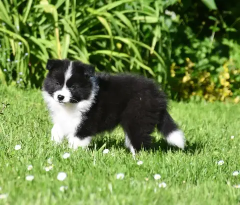 Border Collie  Garçon 2 Of Pacific Spirit photo 2