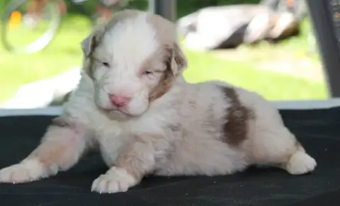 Berger Australien  Chiot N°2 De L'Orée Du Bois De La  ff6b4