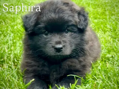 Chien Finnois De Laponie  Brisingr Arya Norhowynn