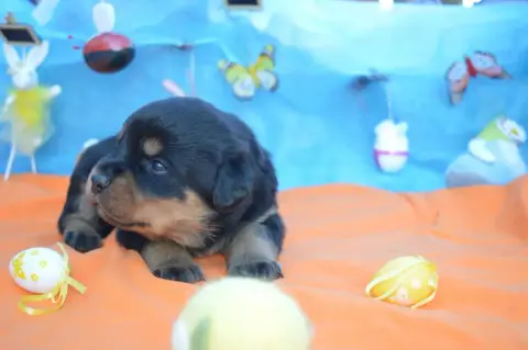 Rottweiler  Collier Violet Des Gardiens De Feu photo 2