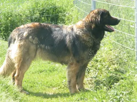 Leonberger  Chiot Orange De L'Arche De Caux photo 3