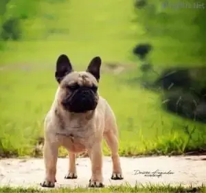 Bouledogue Français  Bowie Du Val De Capsil photo 2
