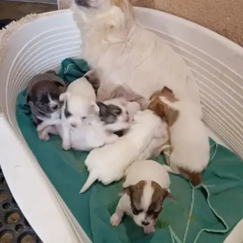 Chiot Chihuahua Réservation
