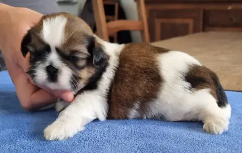 Shih Tzu  Chiot N°3 Des Hirondelles Du Voyage