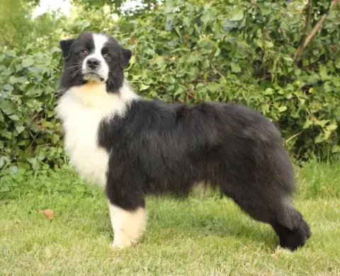 Berger Australien  A Precious Black Diamond Du Domain 1bcc7
