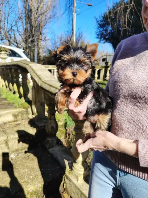 Yorkshire Terrier  Apollon Des Merveilles De Juliette bdad7