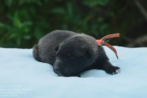 Berger Belge  Chiot 1 Mady'N Alphysia