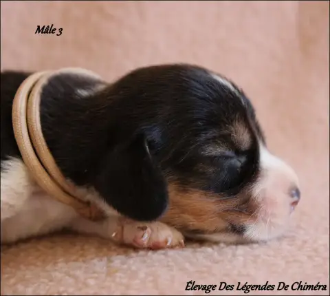 Beagle photo 2