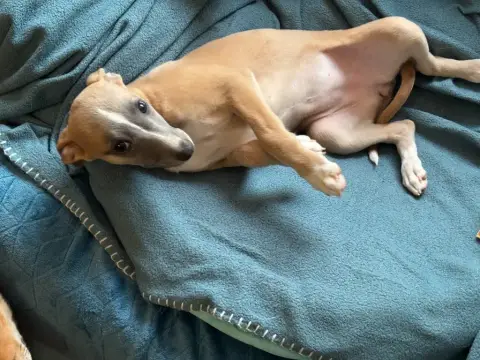 Whippet  Azura Bleue Chiot Du Cèdre Enchanté photo 2