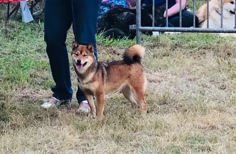 Shiba  Chiot 4 Des Portes De La Moria photo 3
