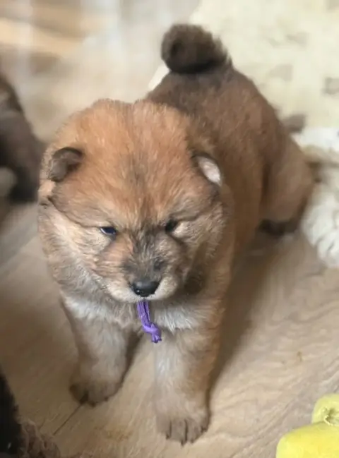 Eurasier  Miss Collier Violet Des Loups Du Midour
