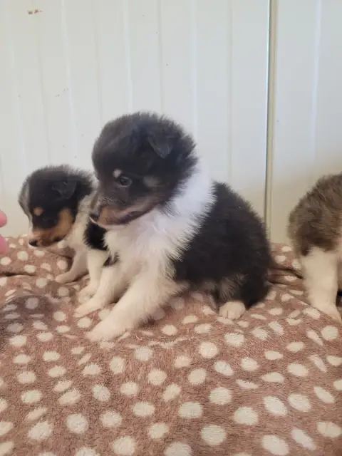 Shetland Sheepdog  Chiot N°3 Des Terres De Bourguenai f13f8 photo 2