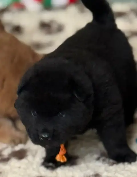 Eurasier  Mr Collier Orange Des Loups Du Midour