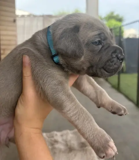 Cane Corso  Collier Bleu Des Gardiens Des Sept Collin 4f21b