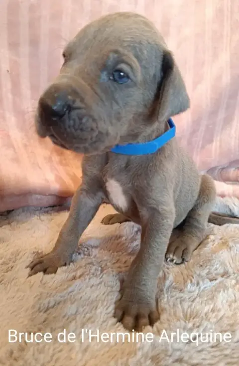 Dogue Allemand 
                        Bruce De L'He d458d photo 2