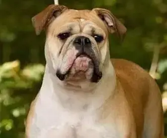 Bulldog Continental  Chiot 7 Du Haut De La Girauderie 008c5 photo 3