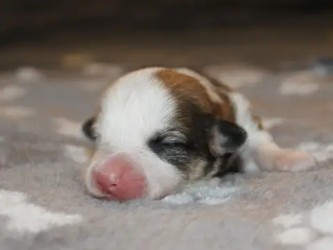 Welsh Corgi Pembroke  Chiot N°8 Du Clos D'Arlequin photo 3