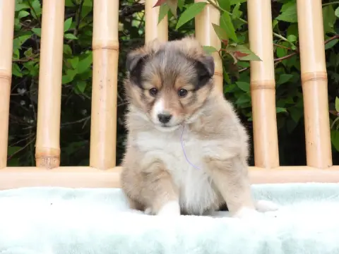 Shetland Sheepdog  Chiot N°5 Du Sapin Vert photo 2