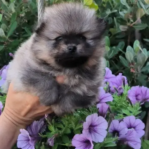 4 Chiots Spitz Petit