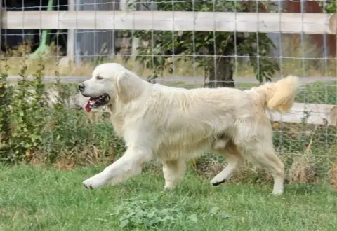 Golden Retriever  Collier Orange Du Mont Chauve photo 2