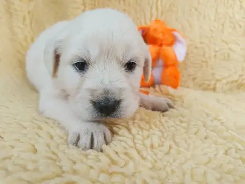Golden Retriever  Femelle Collier Orange Des Berberis 8aec7