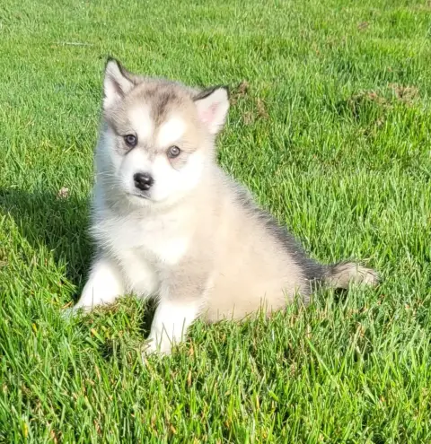 Alaskan Malamute  Chiot N°3 Des Marais De Courmont