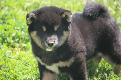 Shiba  Bailey De Trotapel