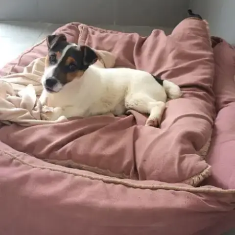 Chiot Jack Russel