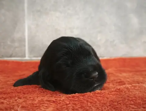 Cocker Spaniel Anglais  Chiot 3 Du Royaume De Lecki 03329