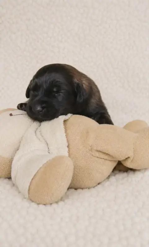 Leonberger  Chiot Marron Des Terres Noires D'Epona