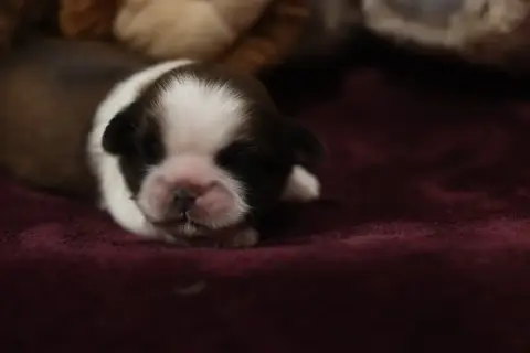 Shih Tzu  Barbiche De La Ferme Des Mottes