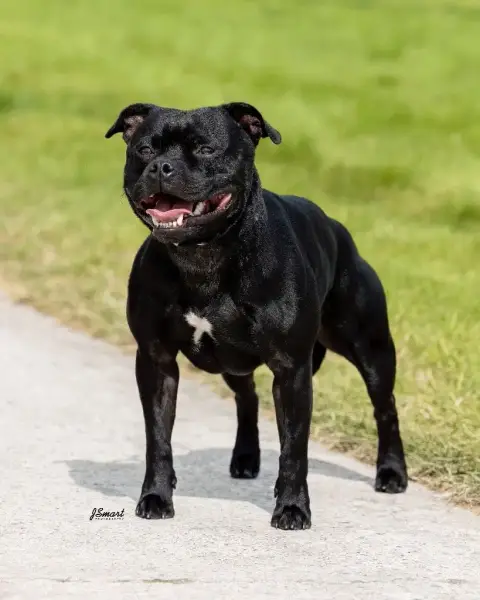 Staffordshire Bull Terrier photo 3